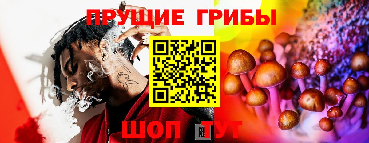Галлюциногенные грибы Psilocybine cubensis Сальск